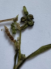 Potamogeton acutifolius