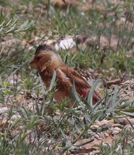Crimson-winged Finch (Rhodopechys sanguineus), photo 3