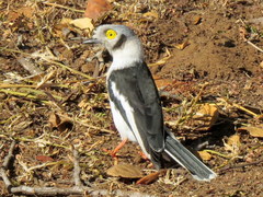 Prionops plumatus poliocephalus