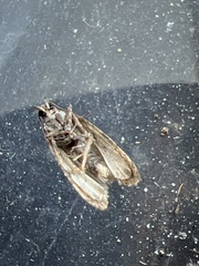 Endothenia marginana