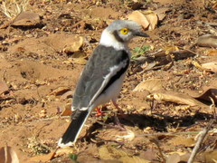 Prionops plumatus poliocephalus