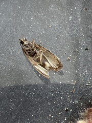 Endothenia marginana