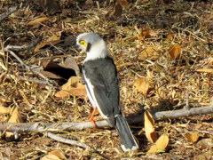 Prionops plumatus poliocephalus