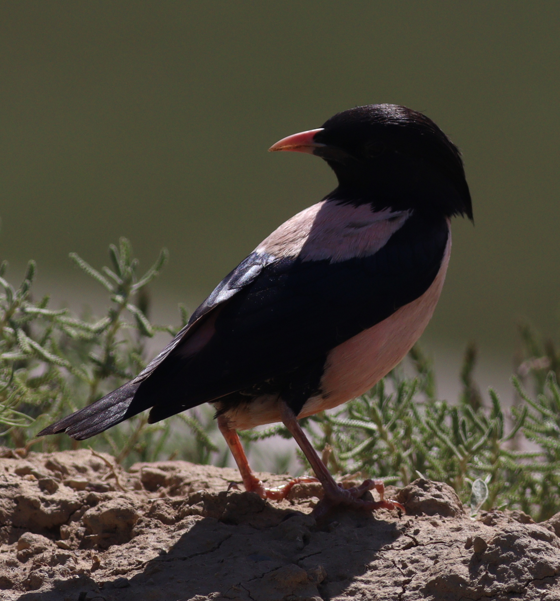 Rosy Starling