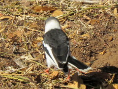Prionops plumatus poliocephalus