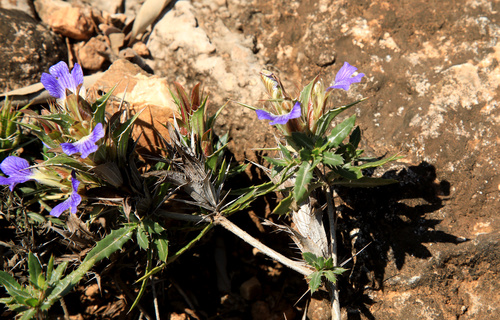 Image of Blepharis aspera by (c) Wynand Uys, some rights reserved (CC BY)