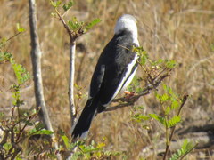 Prionops plumatus poliocephalus