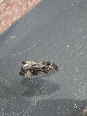 Endothenia marginana