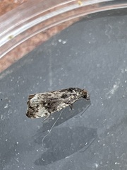 Endothenia marginana