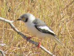 Prionops plumatus poliocephalus