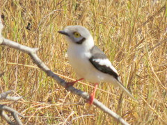 Prionops plumatus poliocephalus