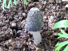 Coprinus