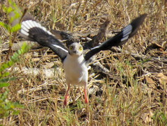 Prionops plumatus poliocephalus