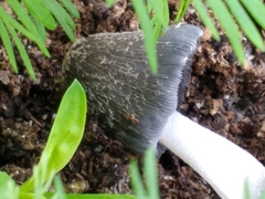 Coprinus