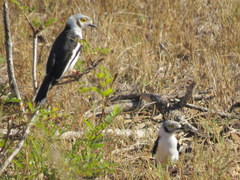 Prionops plumatus poliocephalus