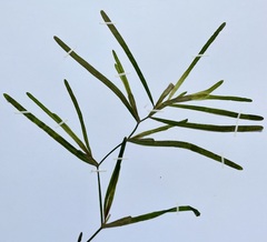 Potamogeton obtusifolius