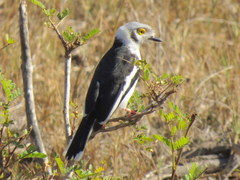 Prionops plumatus poliocephalus