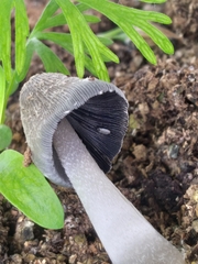 Coprinus