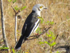 Prionops plumatus poliocephalus