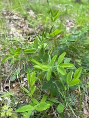 Lathyrus linifolius