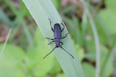 Ropalopus macropus