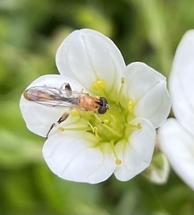 Sphegina sibirica