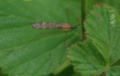 Neolimonia dumetorum