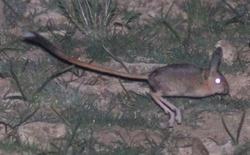 Williams's Jerboa