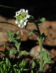 Draba incana