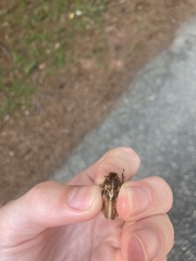 Polyphylla occidentalis