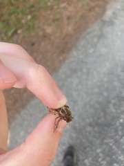 Polyphylla occidentalis