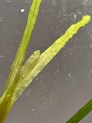 Potamogeton obtusifolius