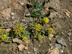 Odontarrhena alpestris
