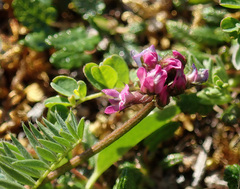 Oxytropis lapponica