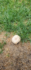 Agaricus