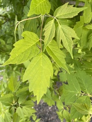 Acer negundo
