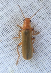Cantharis cryptica