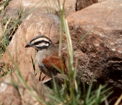 Emberiza capensis vinacea