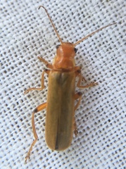 Cantharis cryptica