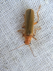 Cantharis cryptica