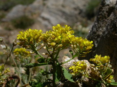 Odontarrhena alpestris