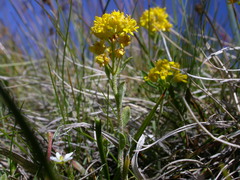 Odontarrhena alpestris