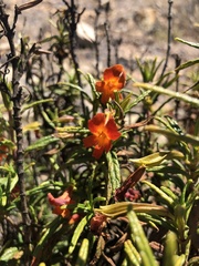 Diplacus parviflorus