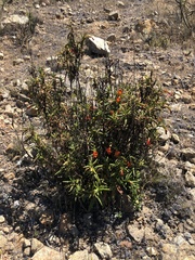 Diplacus parviflorus