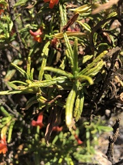 Diplacus parviflorus