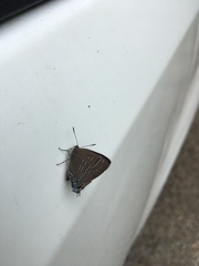 Satyrium caryaevorus