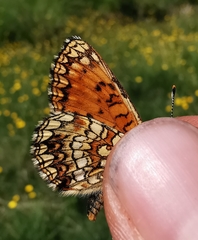 Melitaea diamina