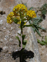 Odontarrhena alpestris