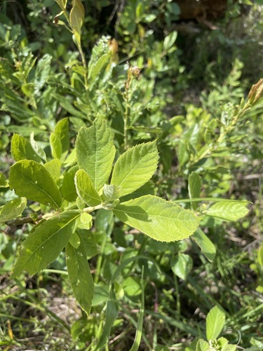 Clethra tomentosa (Clethra tomentosa)