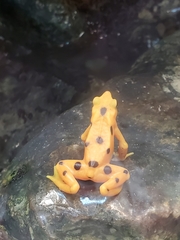 Atelopus zeteki